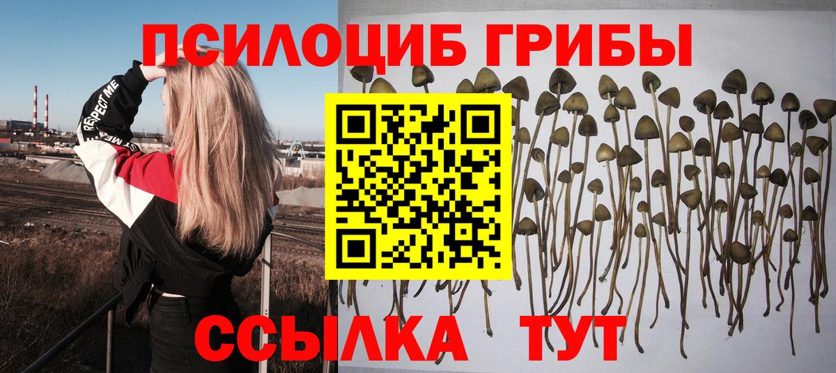 купить   Вход с VPN  Киреевск  Галлюциногенные грибы Psilocybe 